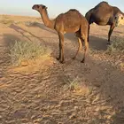 بيع خلفه