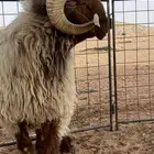 خروف نعيمي صنف