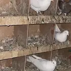 حمام لاحم ابيض جامبو