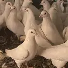 حمام فرنسي سوبر جانبو