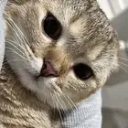 قط مطعم للتبني مع كامل اغراضه