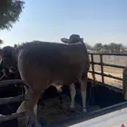 حسلان للبيع