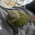 ببغاء كنيور نهاية غر يقبل الاكل وريشه جميل
