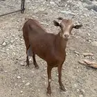 شاه للبيع