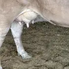 بقرة سويسريه بيووور
