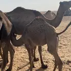 حوار للبيع
