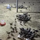 دجاج