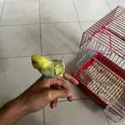 فرخ بادجي