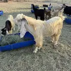 فحل ثني عارضي