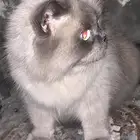 قطه امريكيه للبيع علا اول سوم