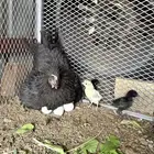 دجاجة للبيع