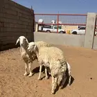 حريات حرش صنف الصنف