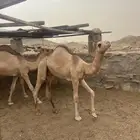 قعدان للبيع