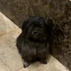 للبيع كلاب شيتزو للجادين السعر مغري