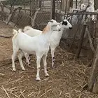 جفير بلدي للبيع