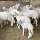 ضان نوادر تم البيع