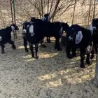 تيوس عوارض