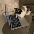 قطة لتبني
