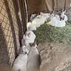 للبيع ارانب