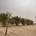 نخل
