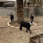 جمد طييبه
