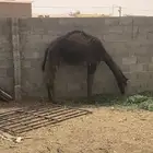 قعود مفرد شحم كفو الموقع في الجله حليب امها