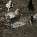 دجاج بلدي وفيومي مع الصيصان