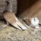زوج لبناني اصفر