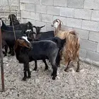 معزاء مقاني