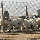 سواكن مرابي وشرط الجوده باللحم