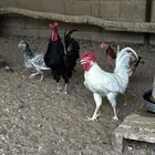 دجاج