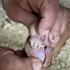 شاه للبيع