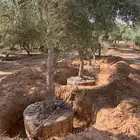 أشجار زيتون