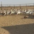 وز وبح