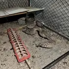 قطا 3 أجواز