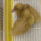 بط بكيني عمر اسبوعين