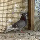 للبيع حمام قلابي