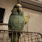 امزوني اليف مره متكلم