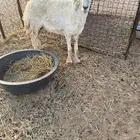 حريه للبيع تامه شبب