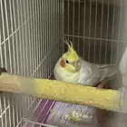 للبيع 3 أزواج تحتهم بيض سبق وأنتجوا اقبل البدل ببغاء كاسكو