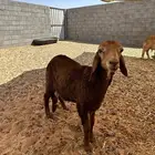 للبيع سواكل البيع جمله