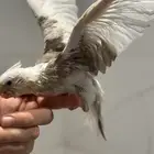 فرخ كروان بايد نهاية غر