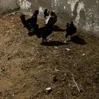 للبيع ديكه كويتيه صافيه