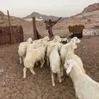 طليان حريه