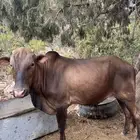 عجل حسيل. للبيع بلدي