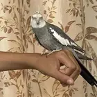 كروان ذكر وايت فيس هولندي هدد وأليف