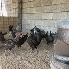 دجاج بشاير وديوك للبيع