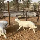 للبيع طليان حريات( تم البيع)