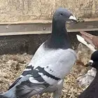 جوز هومر وكنج كنق