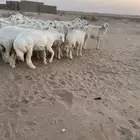 رخال حرش درجه اولى